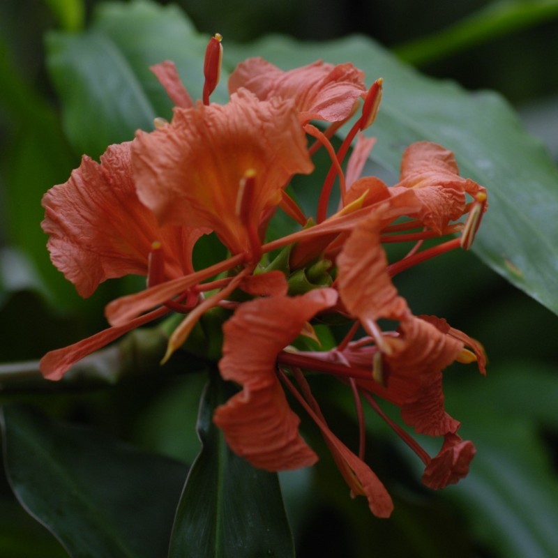 Hedychium greenii