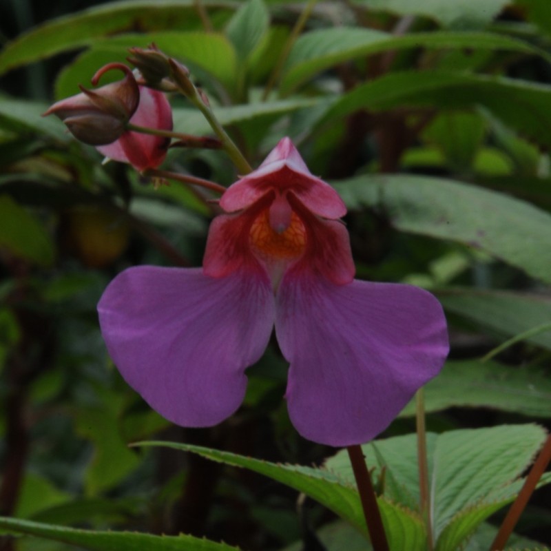 Impatiens flanaganae