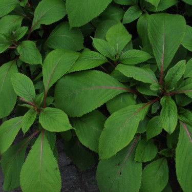 Impatiens flanaganae