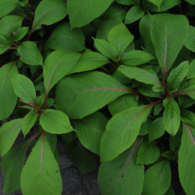Impatiens flanaganae