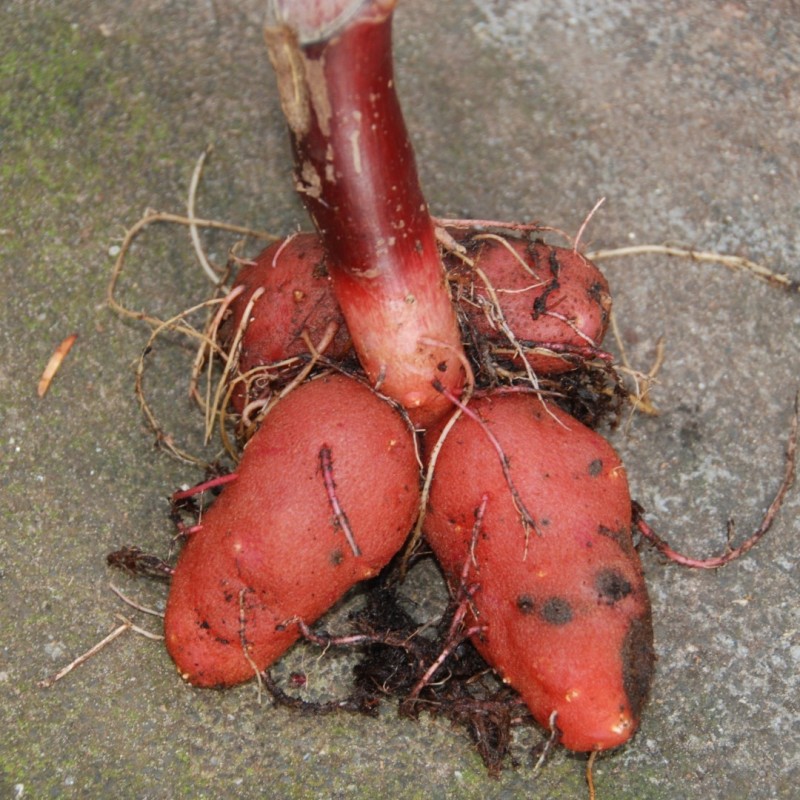 Impatiens flanaganae