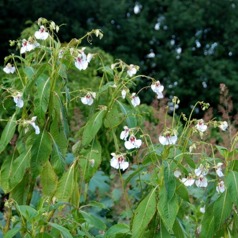Impatiens tinctoria