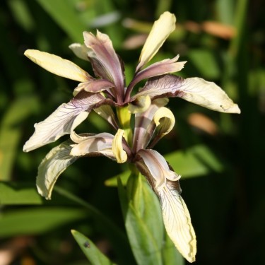 Iris foetidissima 'Citrina'