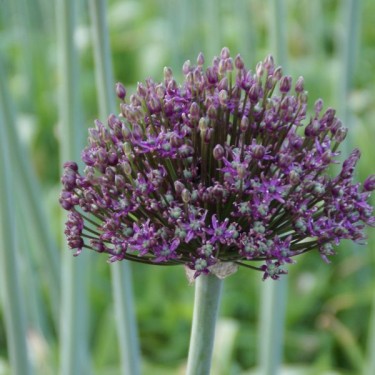 Allium 'Firmament'