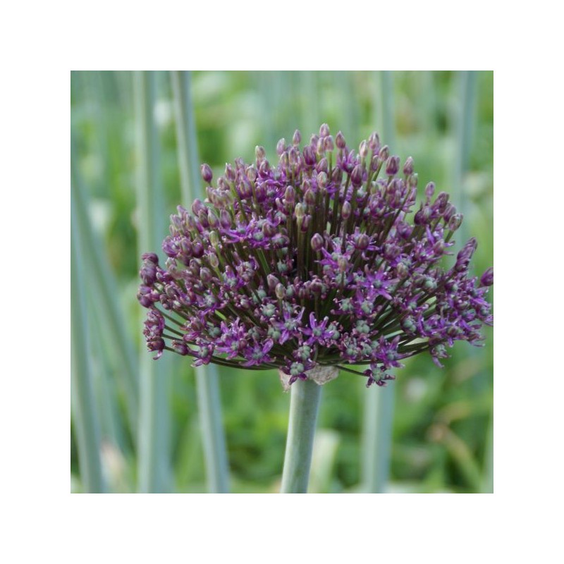 Allium 'Firmament'