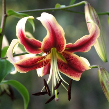 Lilium 'Scheherazade'