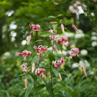 Lilium 'Black Beauty'