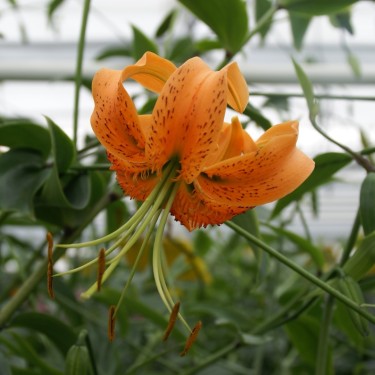 Lilium henryii