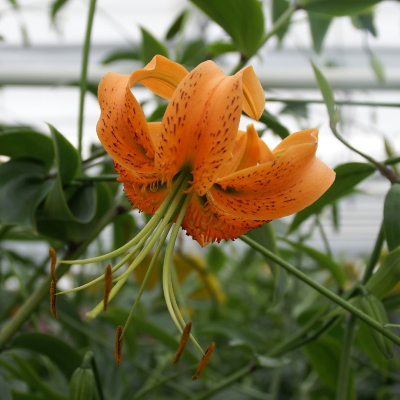 Lilium henryii