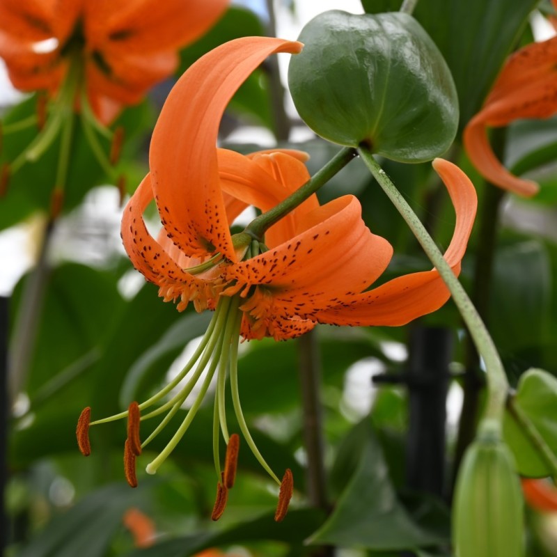 Lilium henryii