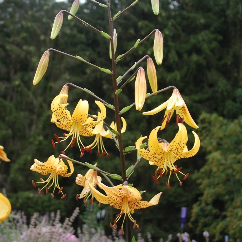 Lilium leichtlinii