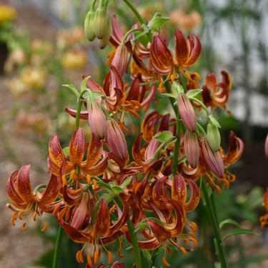 Lilium martagon 'Arabian Knight'