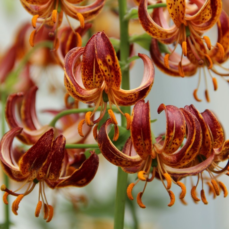 Lilium martagon 'Arabian Knight'