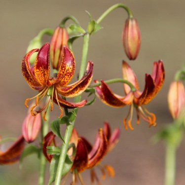 Lilium martagon 'Arabian Knight'