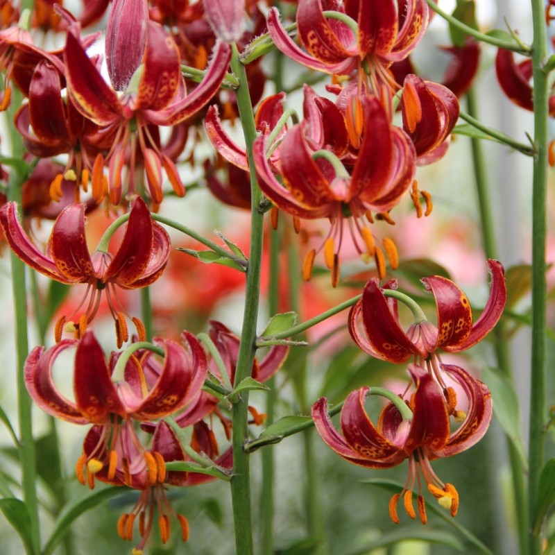 Lilium martagon 'Claude Shride'