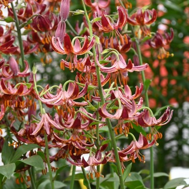 Lilium martagon 'Claude Shride'