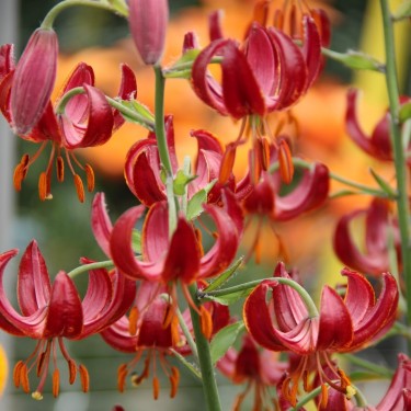 Lilium martagon 'Claude Shride'