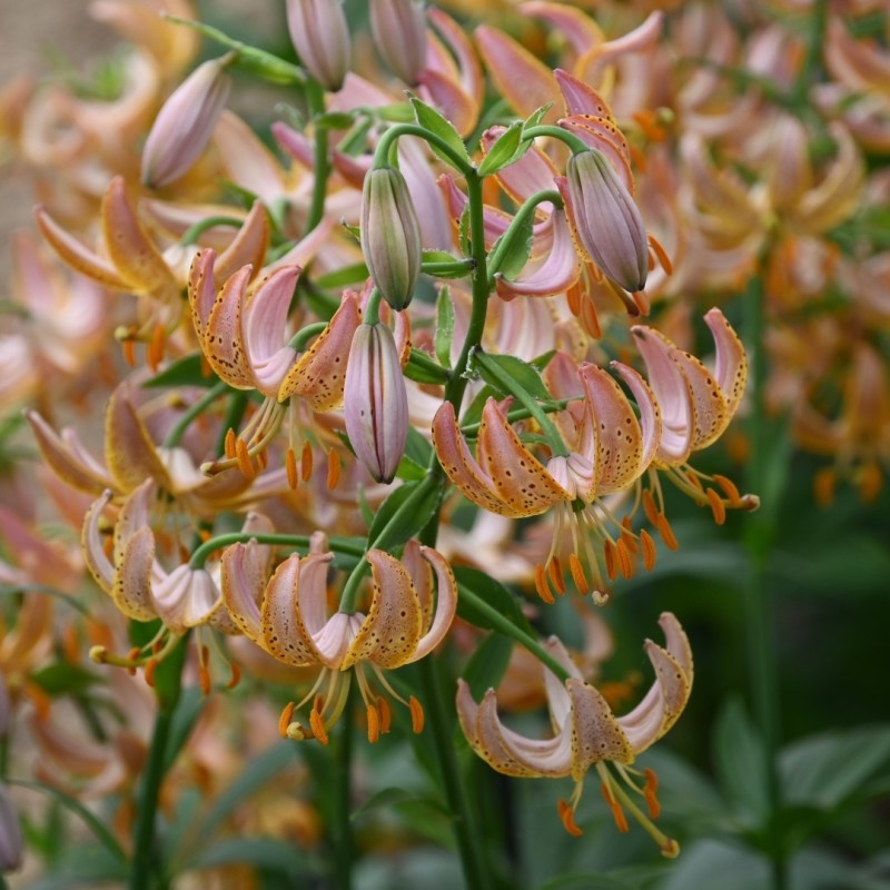 Lilium martagon 'Fairy Morning' Lilium martagon 'Fairy Morning'