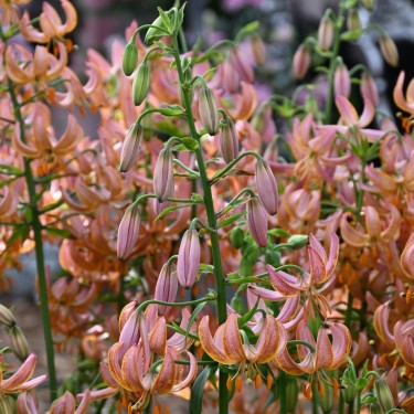 Lilium martagon 'Fairy Morning' Lilium martagon 'Fairy Morning'