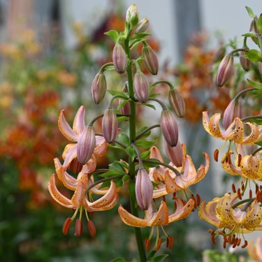 Lilium martagon 'Guinea Gold'