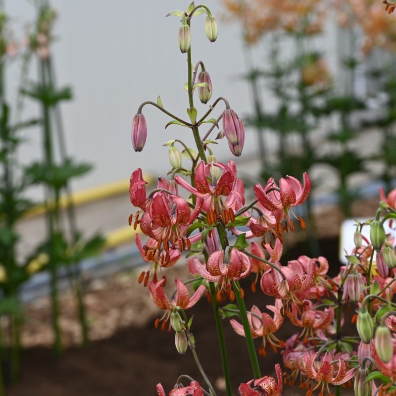 Lilium martagon 'Manitoba Morning'