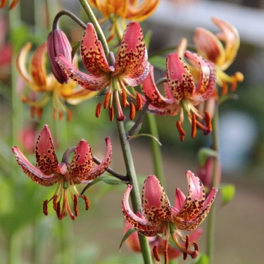 Lilium martagon 'Manitoba Morning'
