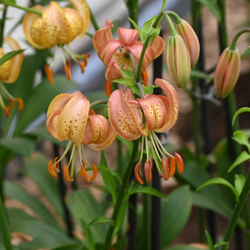 Lilium martagon 'Peppard Gold'