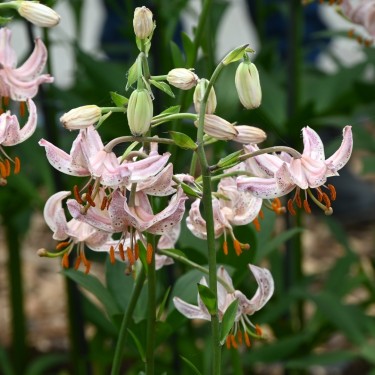 Lilium martagon 'Pink Morning'