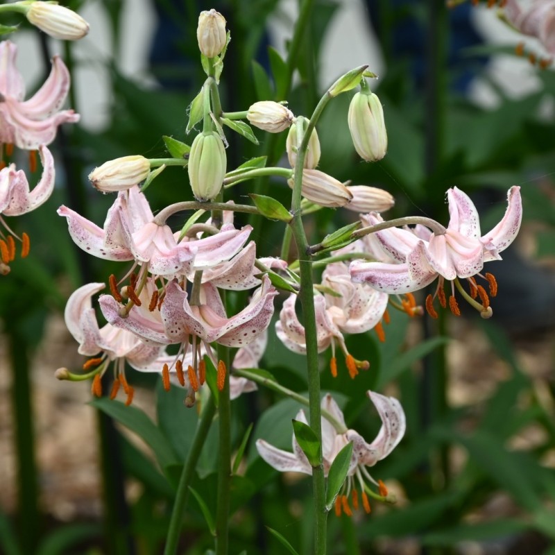 Lilium martagon 'Pink Morning'
