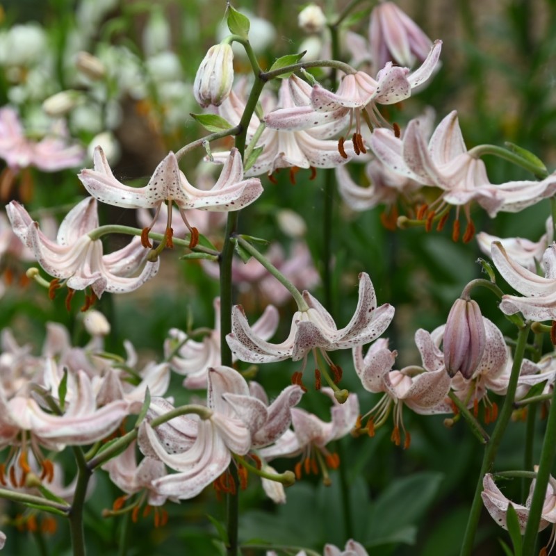Lilium martagon 'Pink Morning'