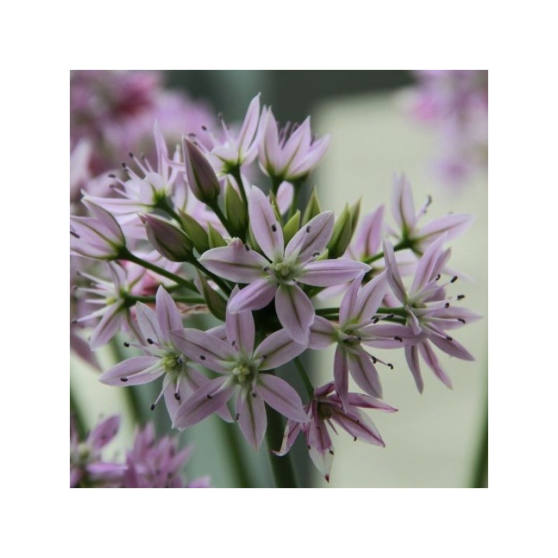 Allium 'Eros'