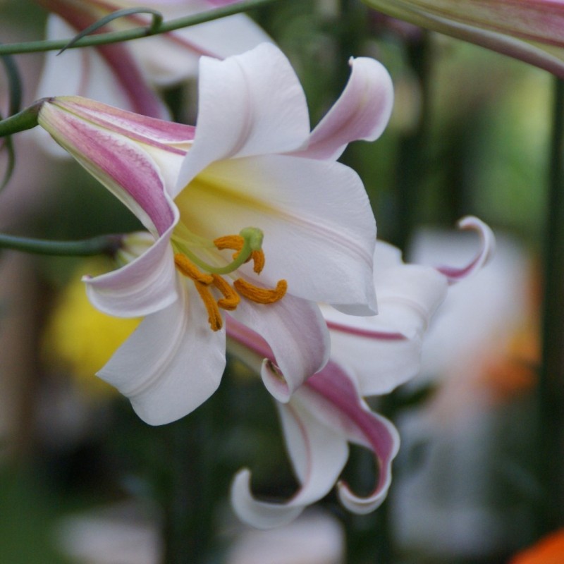 Lilium regale