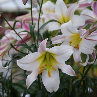 Lilium regale