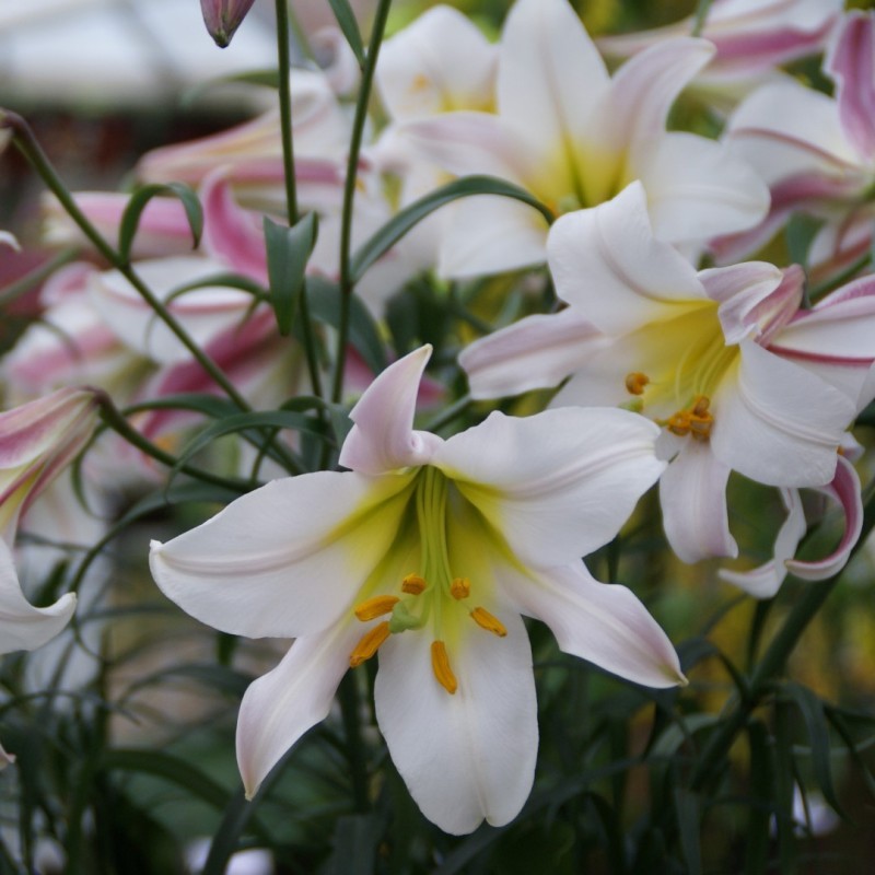 Lilium regale