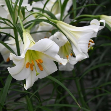 Lilium regale 'Album'