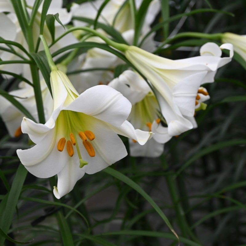 Lilium regale 'Album'