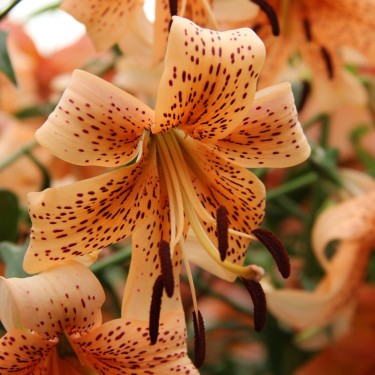 Lilium 'Tiger Babies'