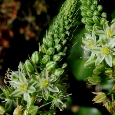 Ornithogalum longibracteatum