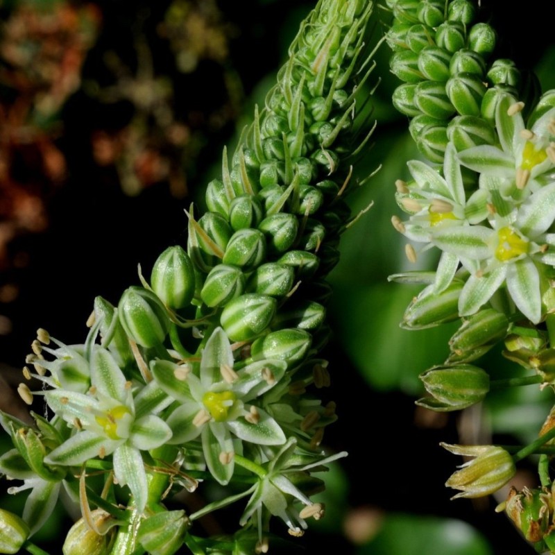Ornithogalum longibracteatum