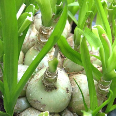 Ornithogalum longibracteatum