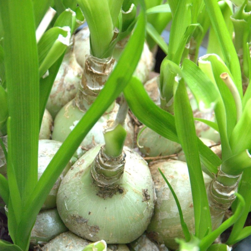 Ornithogalum longibracteatum