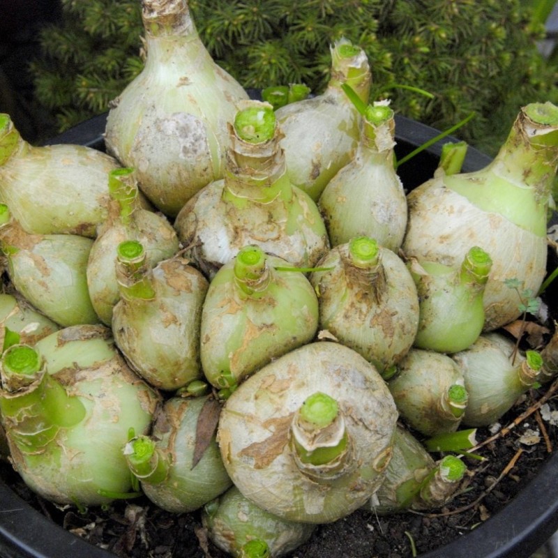 Ornithogalum longibracteatum