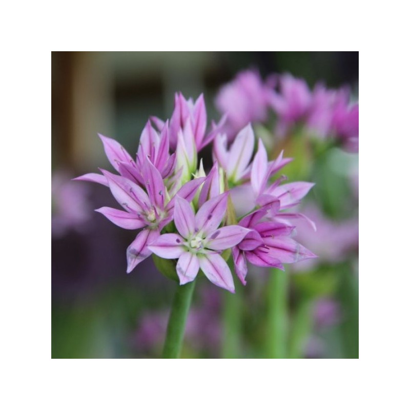 Allium 'Eros'