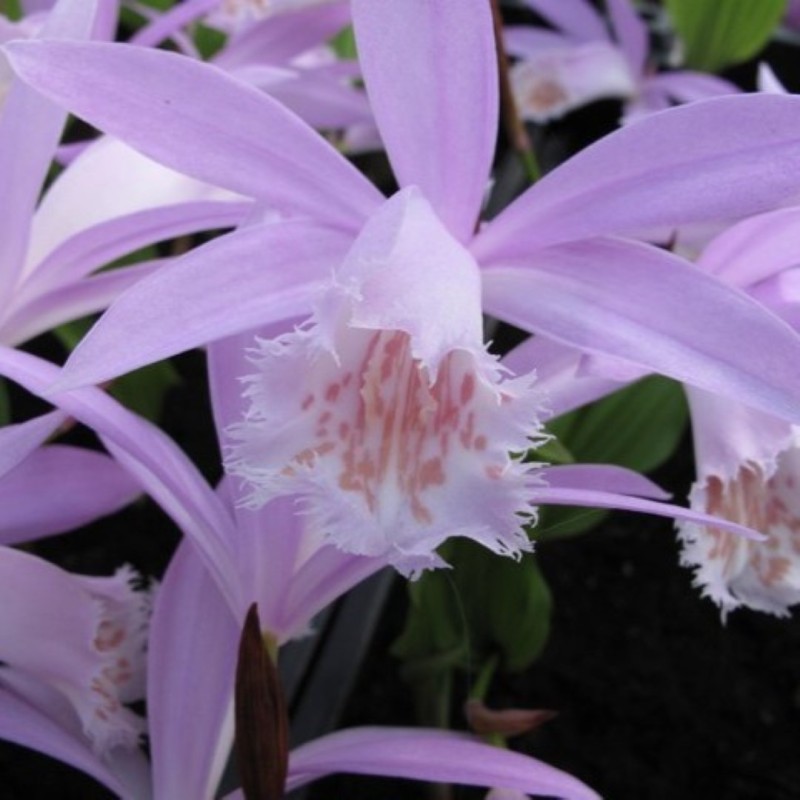 Pleione formosana