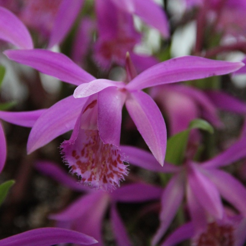 Pleione 'Tongariro'