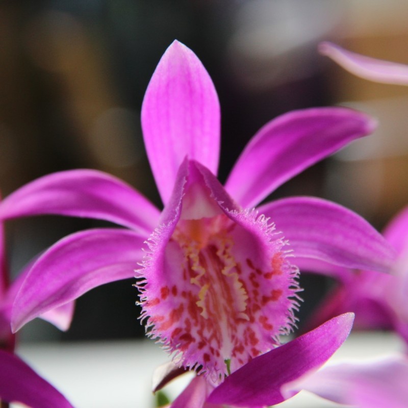 Pleione 'Tongariro'