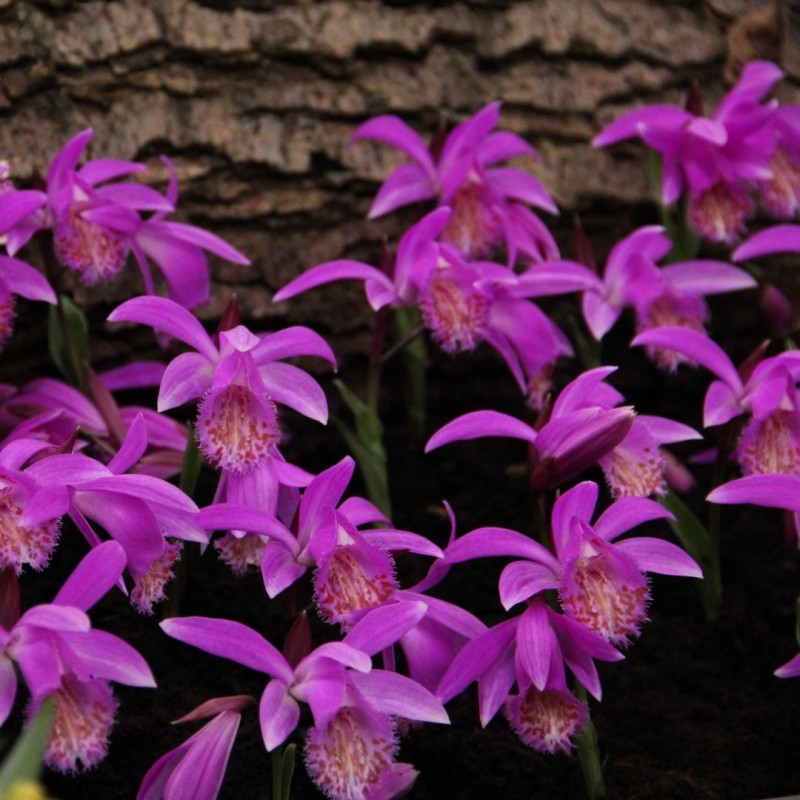 Pleione 'Tongariro'