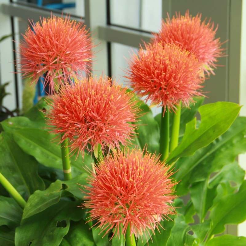 Scadoxus multiflorus ssp. multiflorus