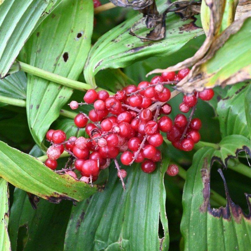 Smilacina racemosa