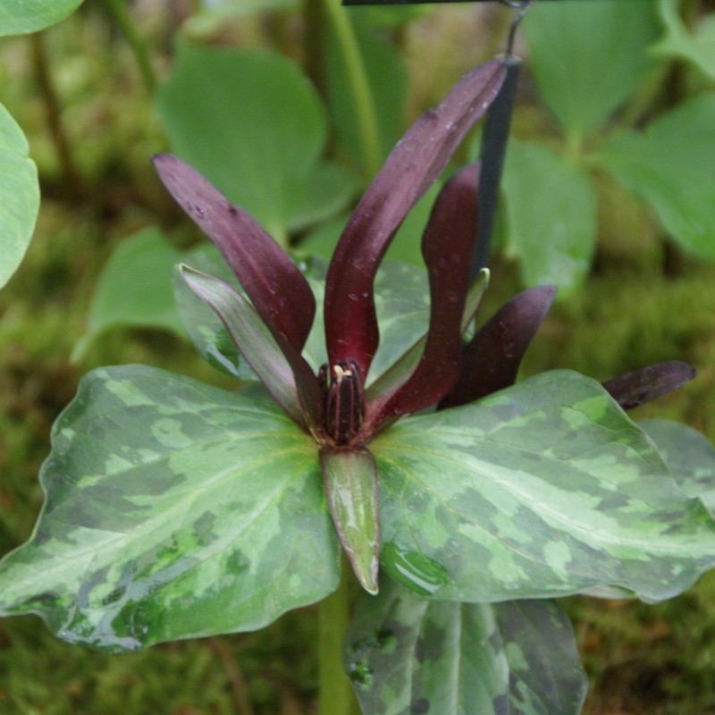 Trillium cuneatum